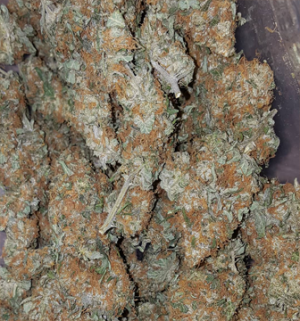 Buy Amnesia Haze Online Australia