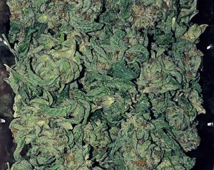 Buy Jamaican Pearl Weed in Australia