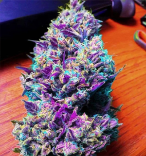 Buy Purple Kush in Australia