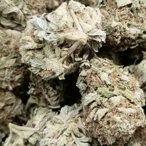 Buy Purple Lemon Haze in Australia