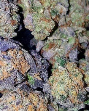 Buy Super silver haze online Australia