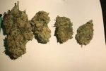 Buy Critical kush in Australia