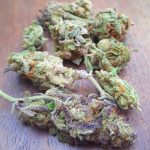 Buy Girl Scout Cookies Weed in Australia