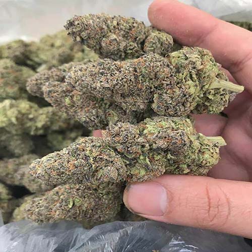 Buy Blue Dream Weed In Melbourne